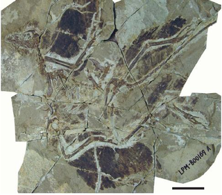 Illustration for article titled Scientists Discover Fossils of Feathered Dinosaur with Four Wings